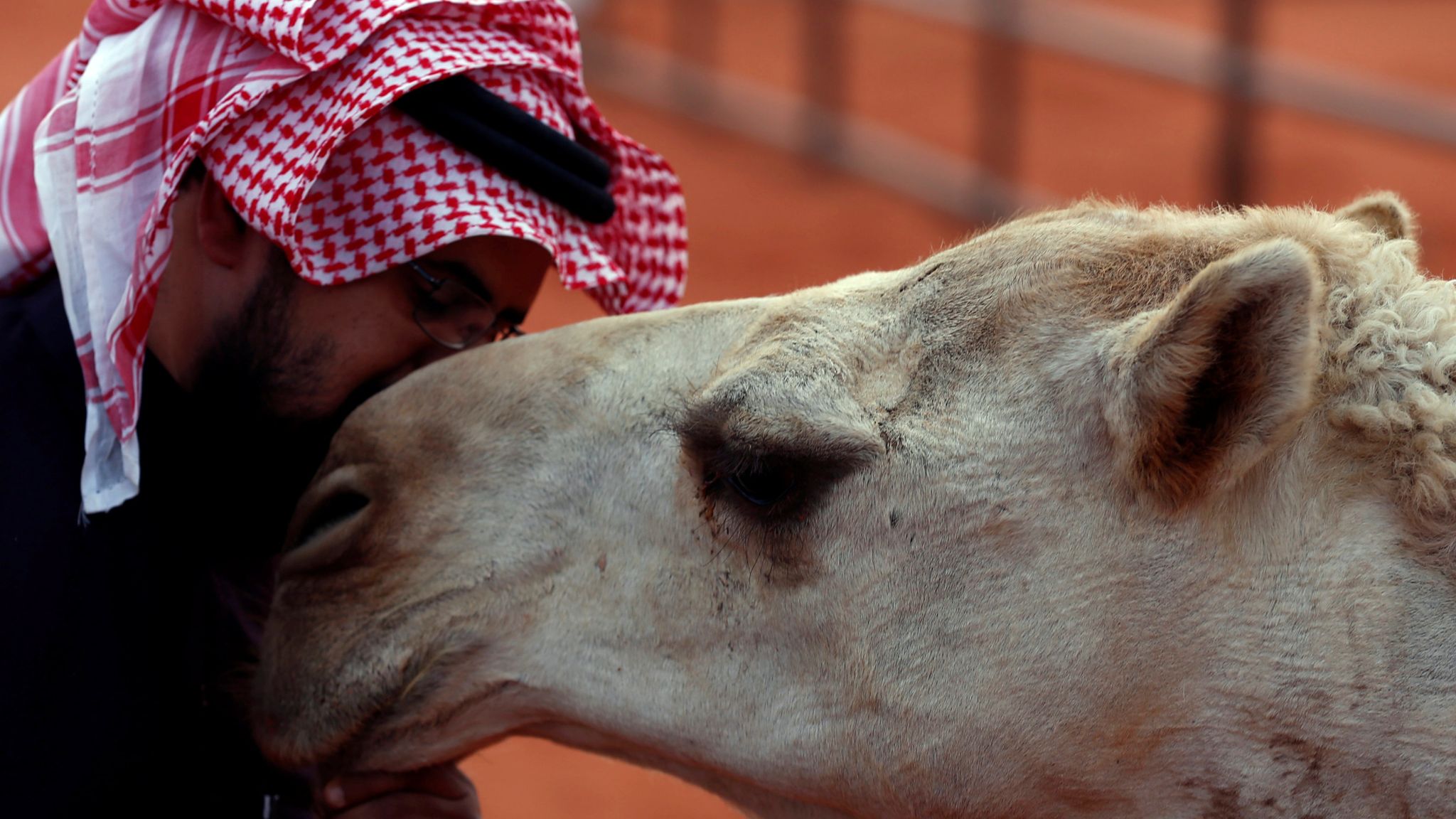 Camels banned from Saudi Arabia beauty contest after being found to have had facelifts and Botox | World News | Sky News