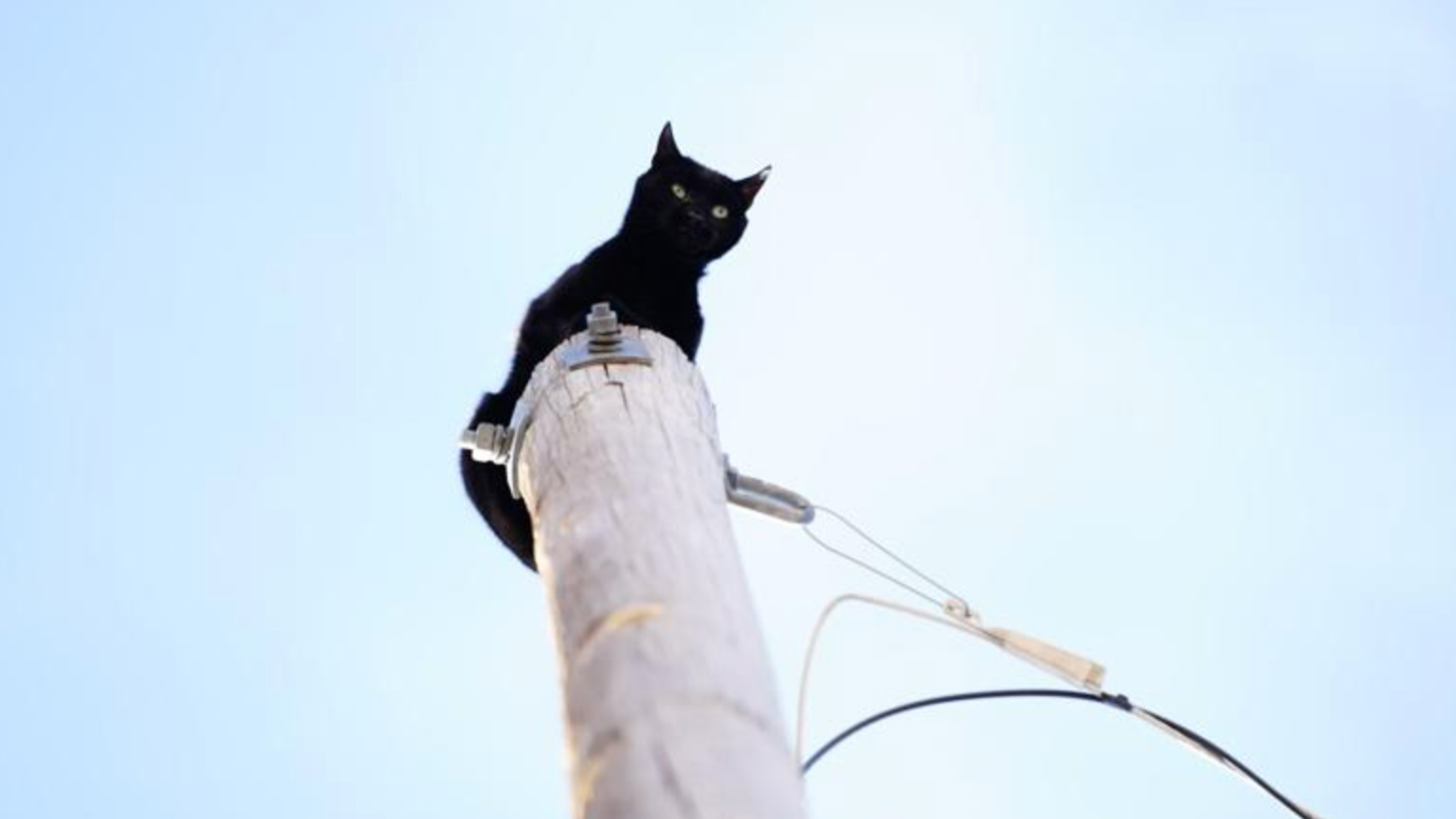 Panther the cat rescued after getting stuck for days on 36ft telegraph ...