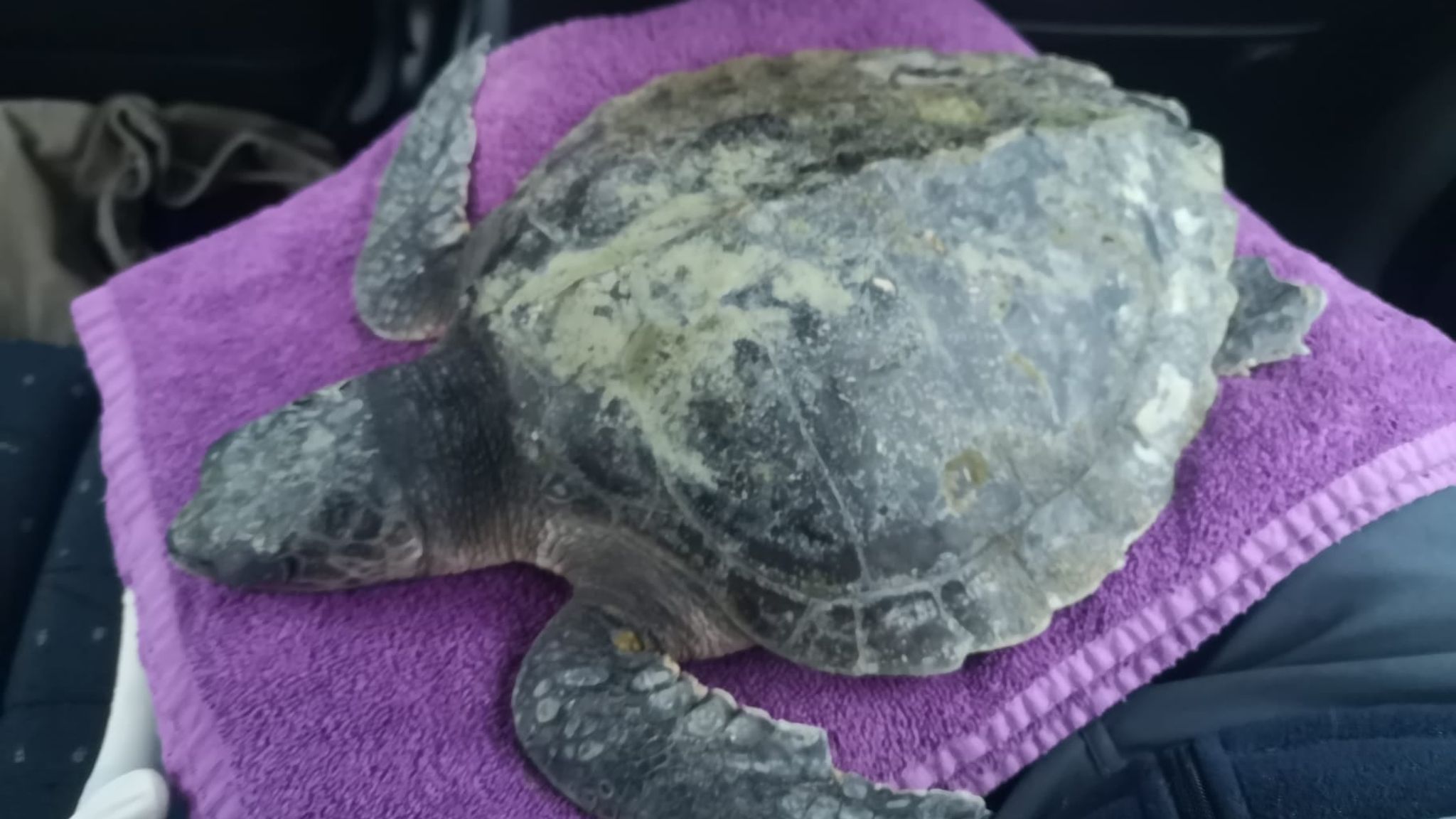 'Very rare' sea turtle washes up on Welsh beach after Storm Arwen | UK ...