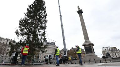 Trafalgar Square Christmas Tree Mocked By Onlookers As 'spindly' And ...