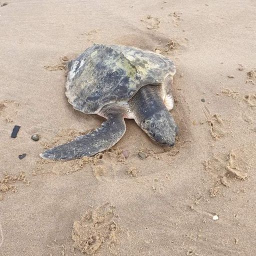 'Very rare' sea turtle washes up on Welsh beach after Storm Arwen