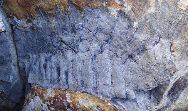 Scientists uncover fossil of giant millipede - 'It was a complete fluke of a discovery' - Vimarsana News