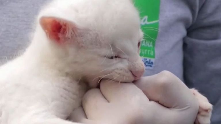 Rare albino jaguarundi puma discovered and rescued in Colombia | World News  | Sky News