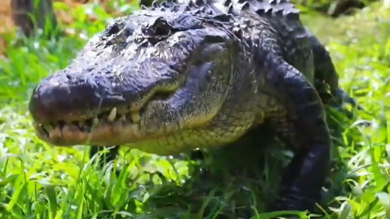 Alligator prowls around while eggs are collected for incubation