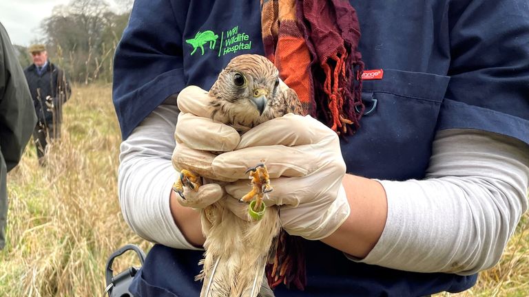 Rehabilitated kestrel being released at Dunsany Castle               

