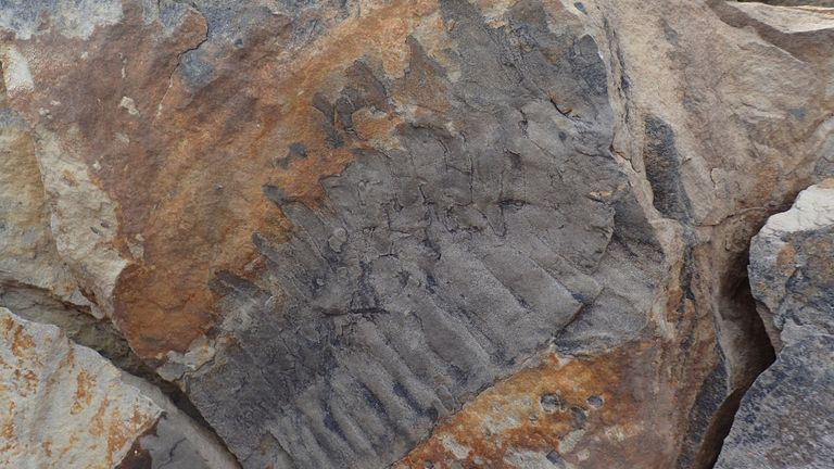 Le spécimen a été étiqueté comme le plus grand fossile appartenant à un mille-pattes géant. 