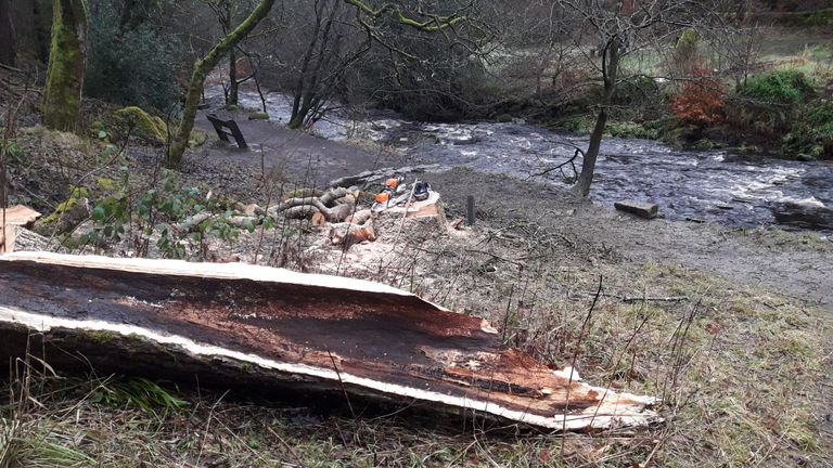 Ash dieback felling hollow damaged tree at Hardcastle Crags, West Yorks. Pic: National Trust