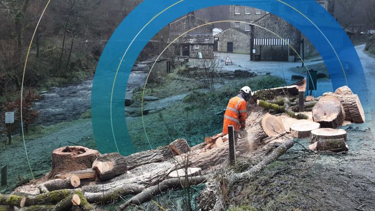 Ash dieback felling at Hardcastle Crags in West Yorkshire. Pic: National Trust