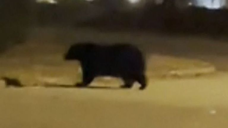 Bear crosses road in Virginia street