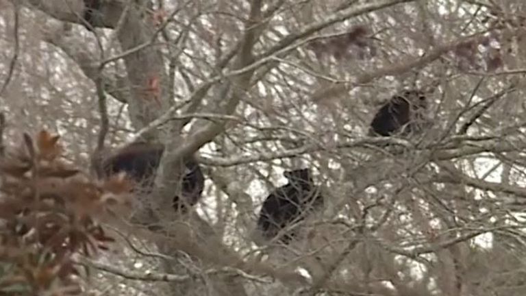 Bears occupy a tree in residential Virginia