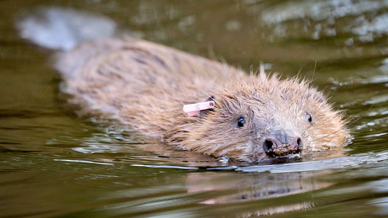 EMBARGOED TO 0001 WEDNESDAY AUGUST 25 File photo dated 30/01/20 of an adult beaver released back into the wild. Beavers will be released into the wild under Government proposals to support a "cautious" return of the semi-aquatic mammals to English rivers. The native animals are also set to be given legal protection in England, making it an offence to deliberately capture, kill, disturb or injure them, or damage their breeding sites or resting places, as part of efforts to support their recovery.