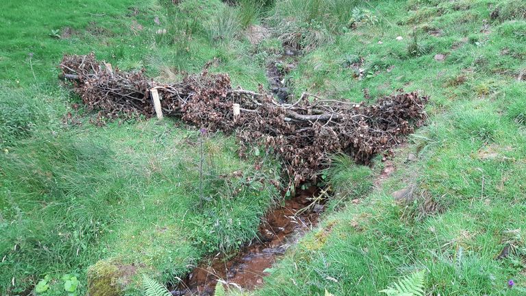 Images sent by Eden Rivers Trust
Leaky Dams 
 . These are all man-made leaky dams which aim to slow the flow and temporarily hold water back… much like a beaver dam would do but they don’t look the same
MUST CREDIT - Eden Rivers Trust
