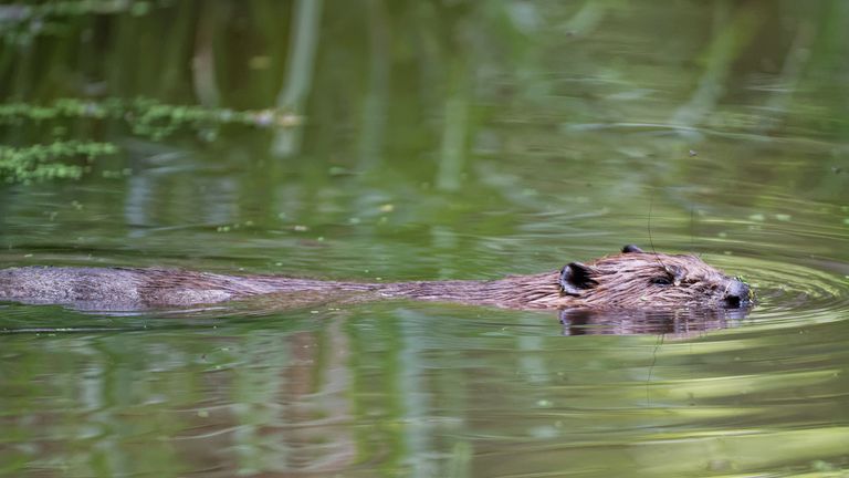 Beaver on the National Trust's Holnicote estate in Somerset.  Pic: Images by Nick Upton and NT via National Trust