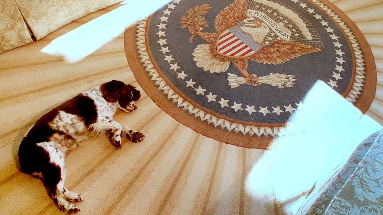 Spot, the dog of U.S. President George W. Bush and first lady, Laura, sleeps on the brand-new rug inside the Oval Office of the White House