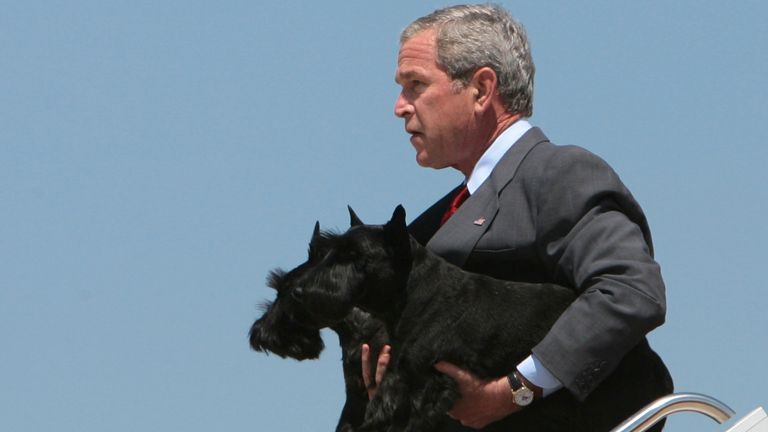 جورج دبلیو بوش، رئیس جمهور ایالات متحده، سگ های خانگی خود بارنی (جلو) و خانم بیزلی از ایر فورس وان را در پایگاه نیروی هوایی اندروز در نزدیکی واشنگتن حمل می کند.