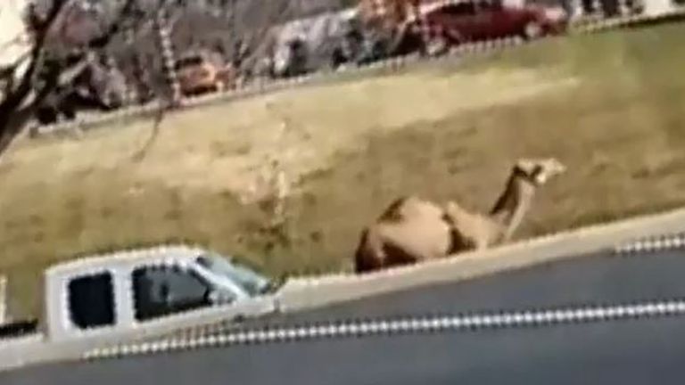 Camel spotted on US road