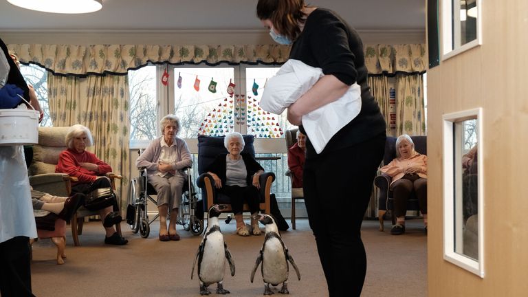 Handout photo dated 10/12/21 issued by the Orders of Saint John Care Trust (OSJCT) of Head of Care Jane Ravenhill with Humboldt penguins Charlie and Pringle during a visit to care home residents at the OSJCT&#39;s Spencer Court care home in Oxfordshire.