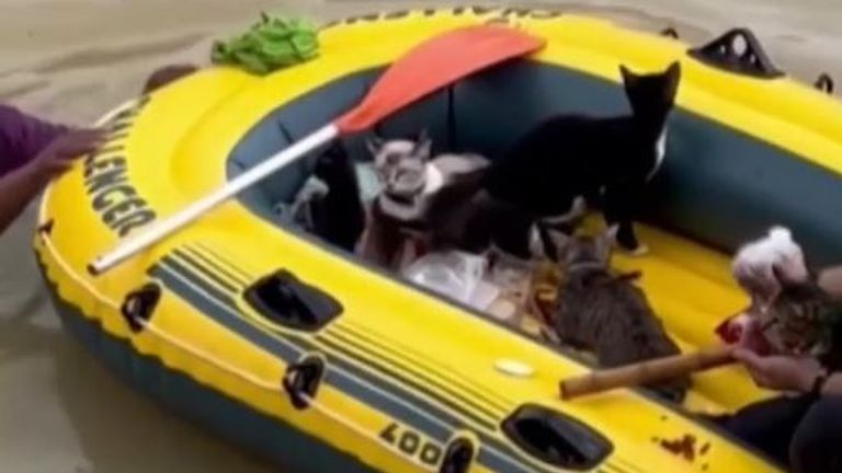 Cats are rescued from flooded house in Malaysia