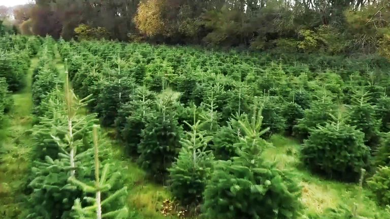 A real Christmas tree can produce 4kg of CO2