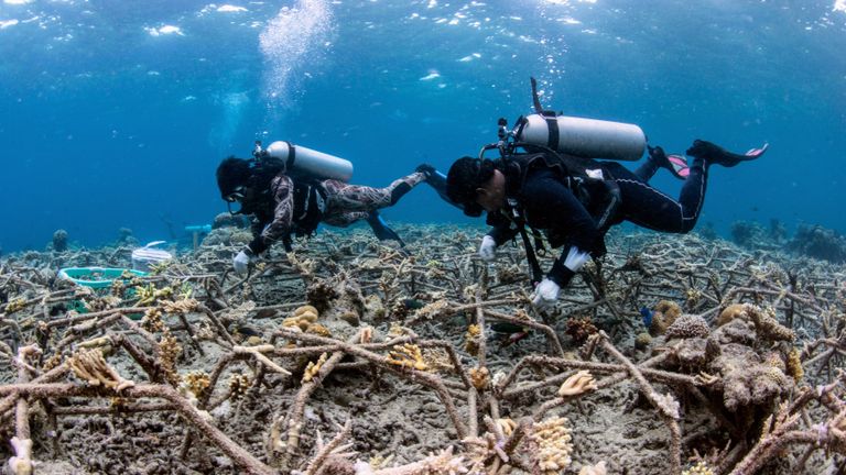 محققان دانشگاه اکستر در یکی از بزرگ‌ترین پروژه‌های احیای مرجان‌ها در جهان، ضبط‌های صوتی انجام داده‌اند.  اعتبار: آژانس اقیانوس