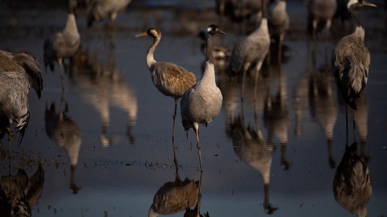Tens of thousands of wild cranes migrate through Israel each year on their way towards Africa. Pic: AP