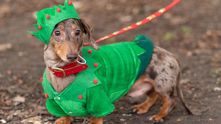 LD the dachshund dressed as Christmas elf in Hyde Park