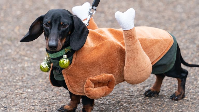 It appears Biggie Smalls the turkey infiltrated the dachshund walk...