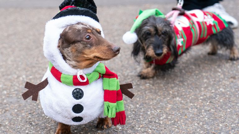Bruno est allé déguisé en bonhomme de neige pour la promenade