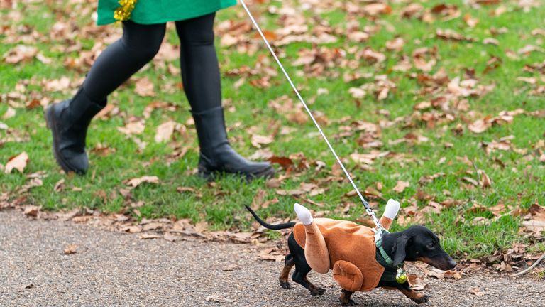 Biggie Smalls with his festive owner making his way through the park