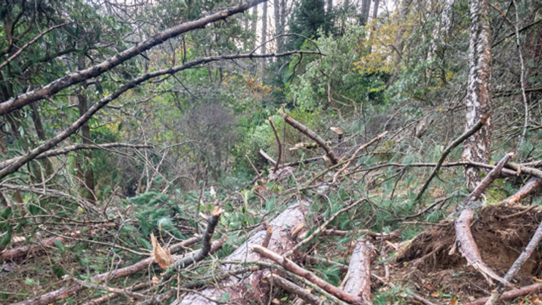 Damage caused at Bodnant Gardens in north Wales. Pic: Paul Harris and NT Images