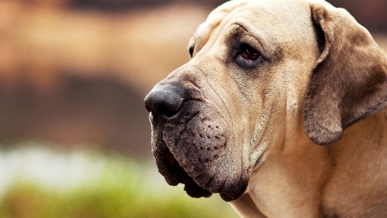 The Fila Brasileiro breed is banned in the UK