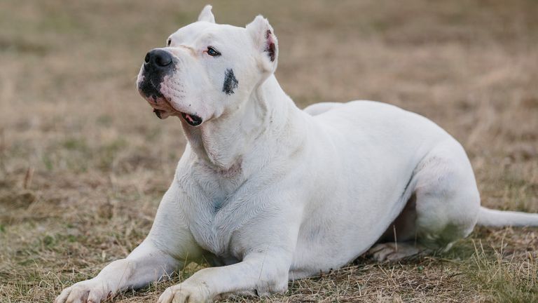 نژاد Dogo Argentino در بریتانیا ممنوع است