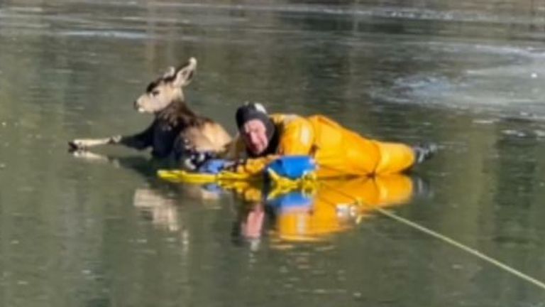 A deer being rescued. Pic: Angel Fire Fire Dept