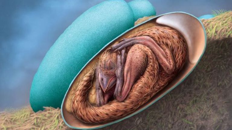 The dinosaur egg and embryo reconstruction. Pic: Julius Csotonyi