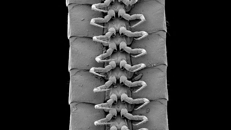 نمایی میکروسکوپی از پاهای یک فرد نر از گونه تازه شناسایی شده پرسفون (Centipede Eumillipes Persephone) که در اعماق زمین در استرالیا یافت شده است، در این عکس بدون تاریخ قابل مشاهده است.  Marek و همکاران / گزارش های علمی / توزیع از طریق رویترز بدون فروش.  بدون آرشیو.  این تصویر توسط شخص ثالث ارائه شده است.