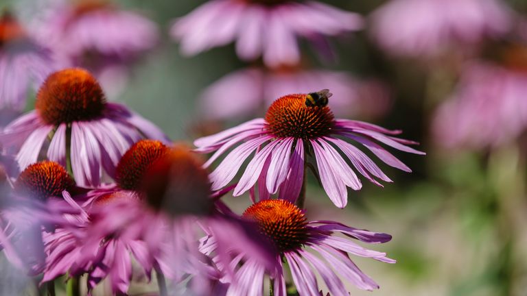 EMBARGOED TO 0001 FRIDAY DECEMBER 17 Undated handout photo issued by Royal Horticultural Society of Echinacea. "Snow White" apples, bold flower colours and planet-friendly gardening are among the trends expected for 2022, according to the RHS. The charity has drawn up its predictions for what will be popular next year based on gardener inquiries and views from experts. Issue date: Friday December 17, 2021.

