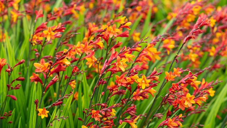 EMBARGOED TO 0001 FRIDAY DECEMBER 17 Undated handout photo issued by Royal Horticultural Society of Crocosmia. "Snow White" apples, bold flower colours and planet-friendly gardening are among the trends expected for 2022, according to the RHS. The charity has drawn up its predictions for what will be popular next year based on gardener inquiries and views from experts. Issue date: Friday December 17, 2021.

