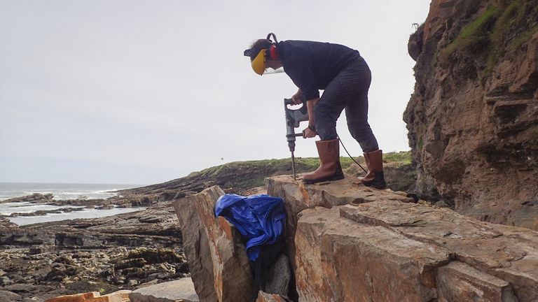 Arthropleura fossil at Howick beach in Northmberland.