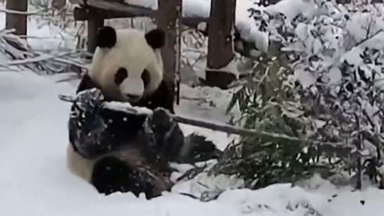Giant panda enjoys some snow time in China