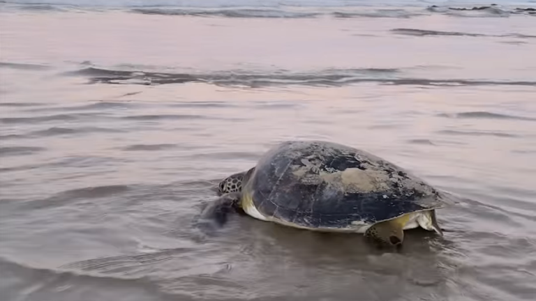 ژیزل بوندشن ویدئویی از نجات یک لاک پشت دریایی که روی توری گیر افتاده بود را روز شنبه منتشر کرد. 