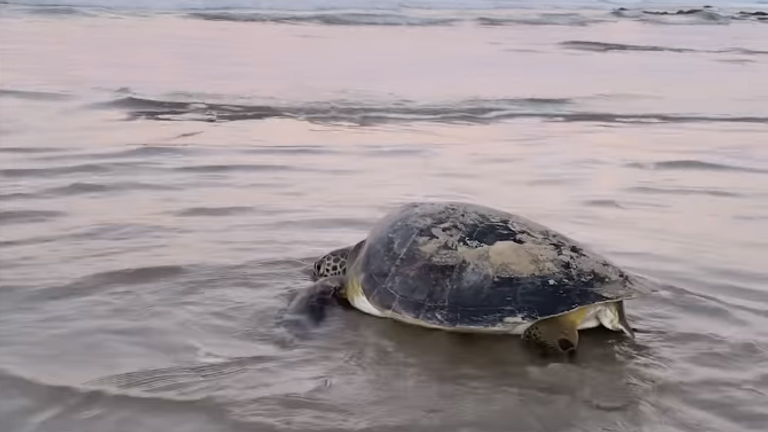 Gisele Bündchen posted a video of her rescuing a sea turtle stuck in a net on Saturday. 