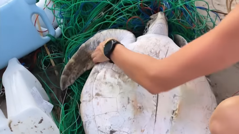 Gisele Bündchen menyelamatkan kura-kura yang terjerat jaring