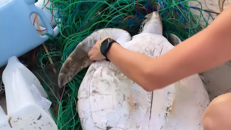 Gisele Bündchen saves a turtle caught in a net