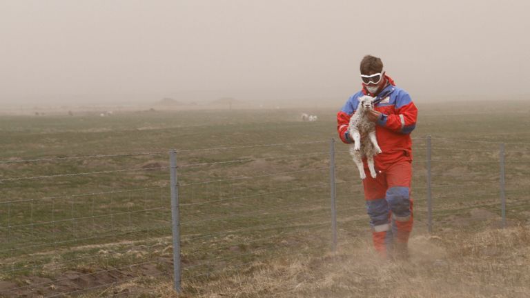 A rescue worker collects sheep at the farm Mulakot near the village of Kirkjubaejarklaustur May 24, 2011. People living next to the glacier where the Grimsvotn volcano burst into life on Saturday were most affected, with ash shutting out the daylight and smothering buildings and vehicles. An ash cloud from a volcano on Iceland shut down flights in northern Britain and elsewhere in north Europe on Tuesday and was heading to Germany, but officials expected no repeat of last year&#39;s air chaos. REUTE