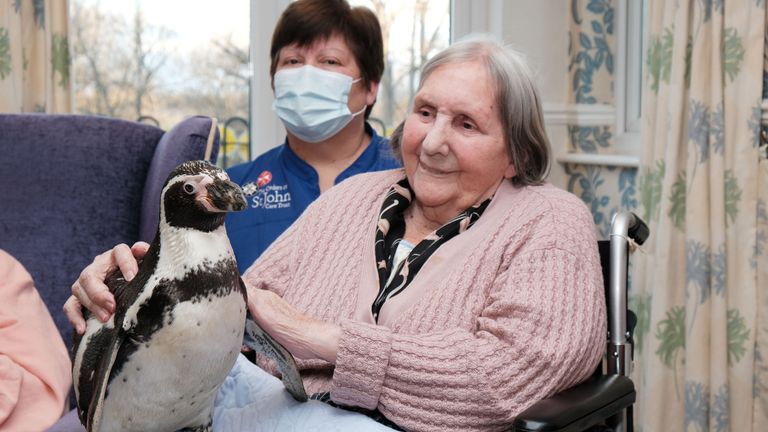 Handout photo dated 10/12/21 issued by the Orders of Saint John Care Trust (OSJCT) of care home resident Joy Pomfret, 88, and carer Angela Leggett, with a visiting penguin at the OSJCT&#39;s Spencer Court care home in Oxfordshire. Humboldt penguins