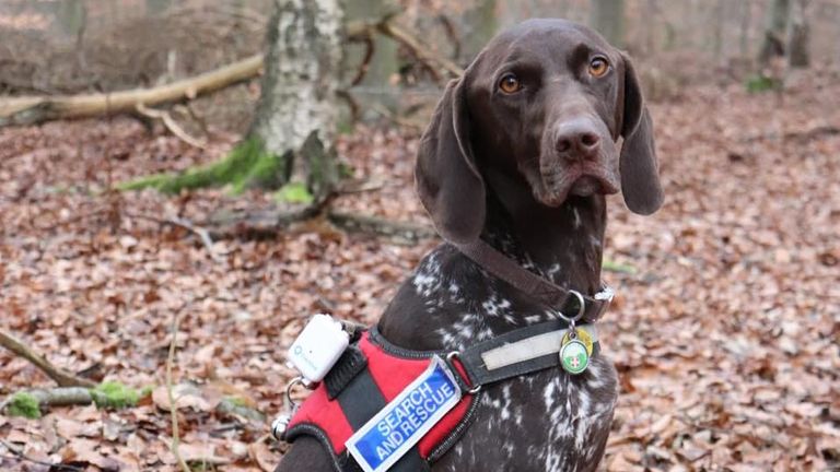 Juno with her search and rescue collar. Pic: Norfolk Search and Rescue