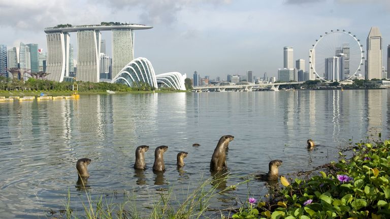 Members of a wild otter family called &#39;Bishan10&#39; at Singapore&#39;s Marina Bay

