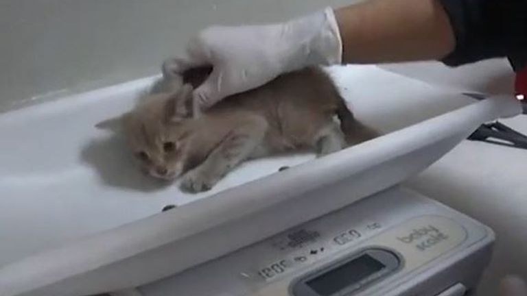 Kitten recovers after being found trapped in a drain