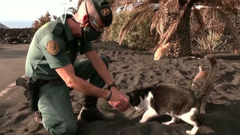Police feed cats on La Palma in aftermath of eruption