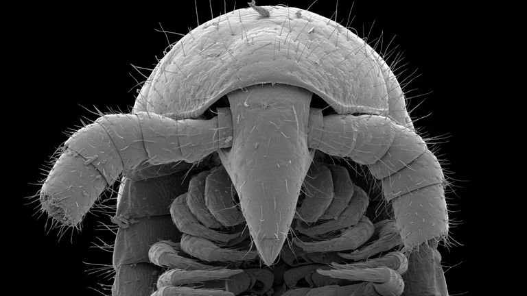 A microscope view of the head and reproductive appendages called gonopods of a male individual of the newly identified eyeless millipede species Eumillipes persephone discovered deep underground in Australia is seen in this undated photograph. Marek et al/Scientific Reports/Handout via REUTERS NO RESALES. NO ARCHIVES. THIS IMAGE HAS BEEN SUPPLIED BY A THIRD PARTY.
